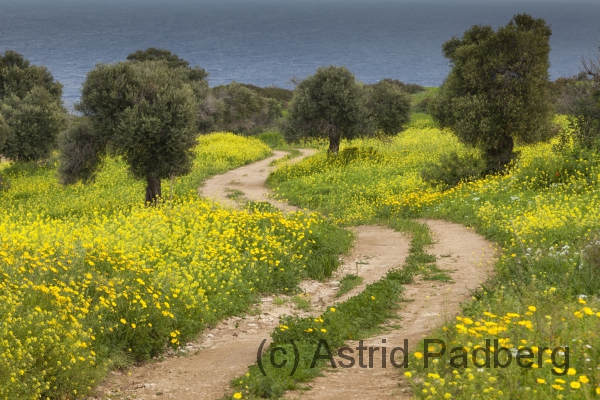 Weg im Frühling