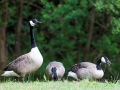 Kanadagans;Branta canadensis