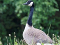 Kanadagans;Branta canadensis