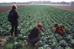 Im Kohl, Niederrhein