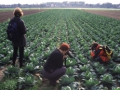 Im Kohl, Niederrhein