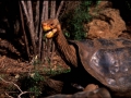 Galapagosriesenschildkröte