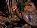 Galapagosriesenschildkröte