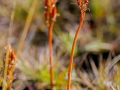 Moorlilie;Narthecium ossifragum;Beinbrech
