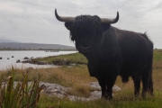 South Uist, Daliburgh