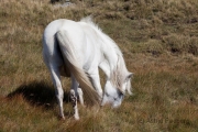 Eriskay