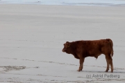 Barra, Traigh Mhor