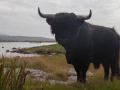 South Uist, Daliburgh