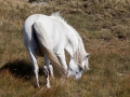 Eriskay