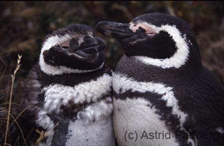 Magellanpinguine