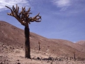 Lauca Nationalpark