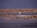 Salar de Atacama