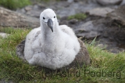 Schwarzbrauenalbatros, Balck-browed Albatross, Thalassarche mela