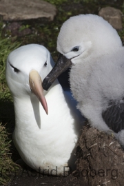 Schwarzbrauenalbatros, Balck-browed Albatross, Thalassarche mela