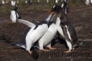 Sea Lion Island