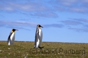 Volunteer Point, Königspinguine