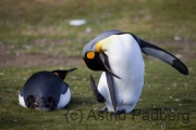 Volunteer Point, Königspinguine