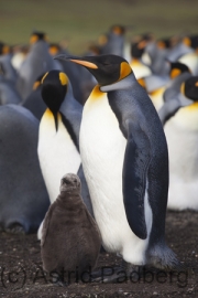 Volunteer Point, Königspinguine