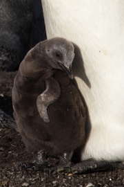 Volunteer Point, Königspinguine