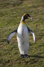 Volunteer Point, Königspinguine