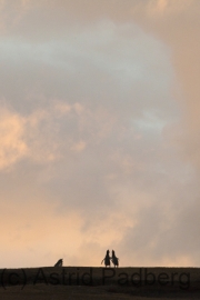 Pinguine bei Sonnenuntergang