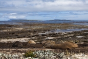 Carcass Island, Seeelefanten