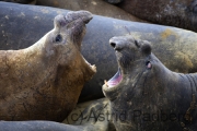 Sea Lion Island