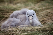 Pebble Island, Stinker