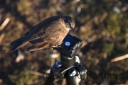 Tussock Bird