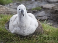 Schwarzbrauenalbatros, Balck-browed Albatross, Thalassarche mela