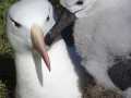 Schwarzbrauenalbatros, Balck-browed Albatross, Thalassarche mela