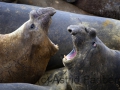 Sea Lion Island