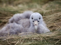 Pebble Island, Stinker