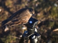 Tussock Bird