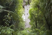 Kauriwald, Tane Mahuta