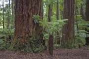 Redwoods