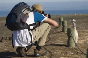 Basstölpel am Cape Kidnappers