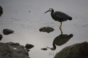 Kaikoura, Reiher