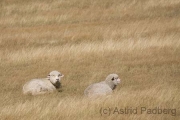 Weg nach Arthurs Pass