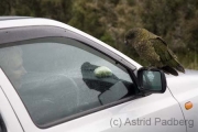 Otira Point, Kea