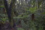 Moana, Urwald
