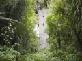 Kauriwald, Tane Mahuta