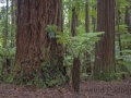 Redwoods