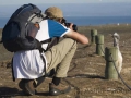 Basstölpel am Cape Kidnappers