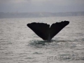 Kaikoura, Whale-Watching