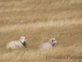 Weg nach Arthurs Pass