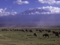 Ambroseli NP, Blick auf Kilimanjaro mit Gnuherde