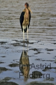 Marabu