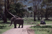 Ngorongoro Krater, Elefanten
