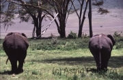 Ngorongoro Krater, Elefanten